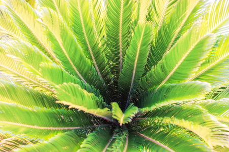 Natural blurred greenery tropic background with palm foliage.