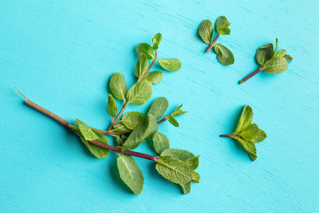 Fresh green mint sprigs are decomposed on turquoise background.