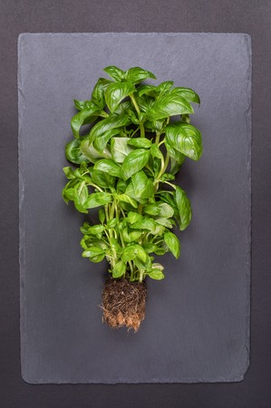 Bush of fresh green Basil with earth on gray background.の写真素材