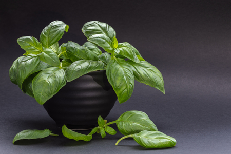 Green Basil leaves in black bowl and on table on gray background.の写真素材