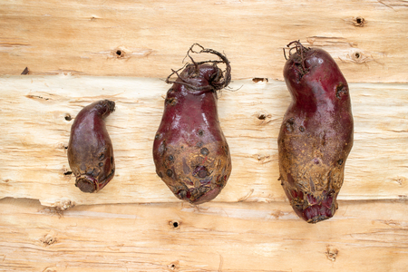 Three ugly beets lying on background of inverted tree bark.の写真素材