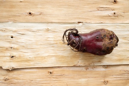 One ugly beet are lying on background of inverted tree bark.の写真素材