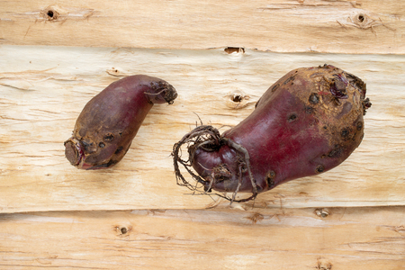 Two knobby ugly beets are lying on natural background of inverted tree bark.の写真素材