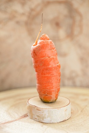 One small non-standard ugly carrot are standing on birch saw cut.の写真素材