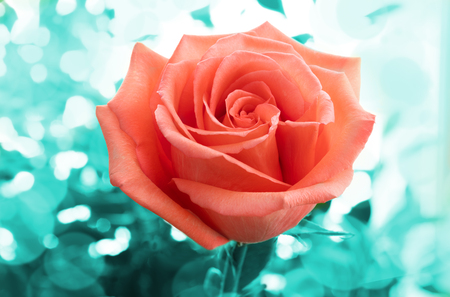 Fresh bloomed coral rose on unuseal surreal turquoise foliage background with bokeh. Trendy color of flower and background.の写真素材