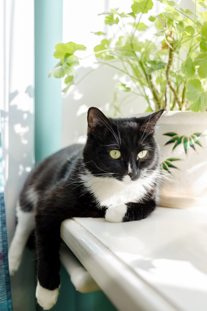 Black and white cat is lying on sunlit windowsill with flowers.の写真素材