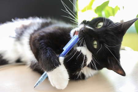 Black and white cat is lying table and nibbles  pen.の写真素材