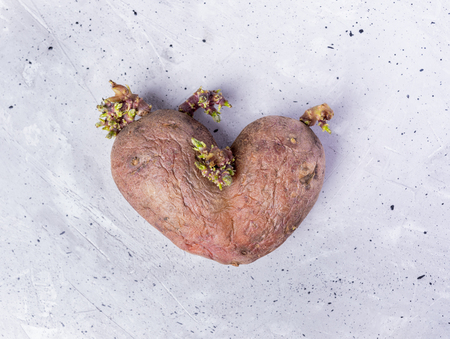 One potato with sprouts in center of grey concrete background.の写真素材
