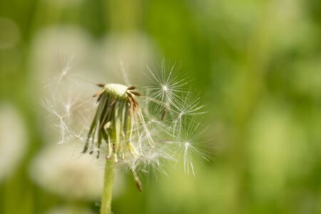 Sunlit half-flown dandelion on blurred green grass background close up.の写真素材