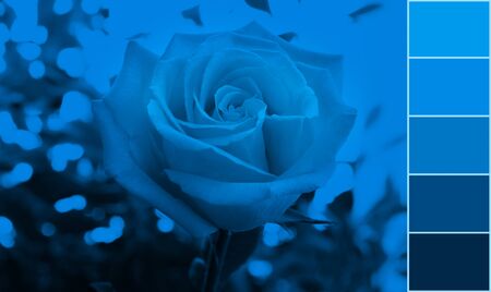 One blooming rose on blurred background toned in trendy color 2020 Classic Blue and photo color palette.の写真素材