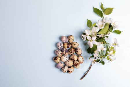 Heap of quail eggs laid out in form of large Easter egg with blooming white Apple tree branch on light blue background. Festive Easter background or greeting card. Top view, flat lay, copy space.の写真素材