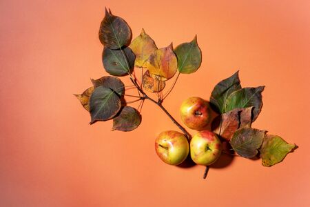 Colorful fall apple twig with leaves and apples on orange background. Autumn concept. Top view, copy space.の写真素材