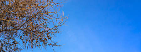 Wide spring nature banner with copy space. Brown bare larch branches with small young green buds in...