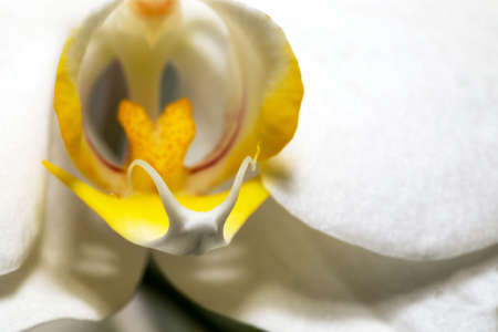 Blur macro shot of white Orchid flower with soft focus and space for text. Floral detail close up. Fine art image. Copy space.の写真素材