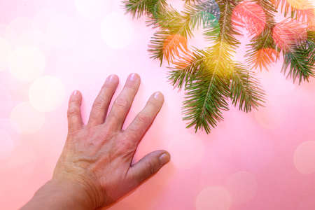 Woman's open hand with outstretched fingers and green spruce branch are lying towards each other on pink background with bokeh. Top view. Eco friendly Festive Christmas concept.の写真素材