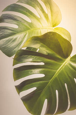 Sunlit two exotic tropical palm monstera leaves on light grey background close up. Modern creative layout. Retro image. Fine art image. Vertical orientation.の写真素材