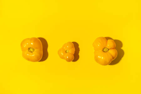 Three yellow different sizes and forms farm tomatoes laid out in row in center of bright yellow background with copy space. Top view, flat lay. Healthy natural food. Sustainable consumption.の写真素材