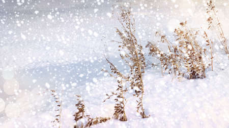 Natural winter background. Beautiful winter landscape with dried grass on sunset. Snowy weather. Winter season. New year and Christmas holiday background. Copy space for text. Selective focus, bokeh.の写真素材