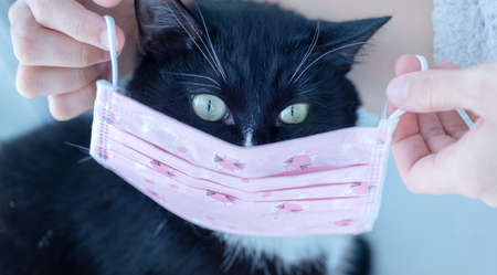Hands of young girl putting fun children's pink medical protective mask on muzzle of black cat. Masks - means of personal protection against virus. Funny image with pet. Self-safety during epidemic.の写真素材