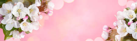 Bouquet of wet blooming pink apple tree or cherry twigs on pink with bokeh. Wide festive floral...