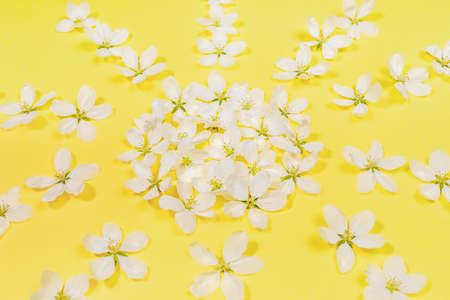 Spring pattern laid out of white apple tree flowers on trendy yellow Illumination background close up. Holiday Mother's day, Valentine's Day, Wedding festive greeting card or background.の写真素材