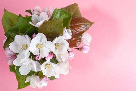 Bouquet of wet blooming pink apple tree twigs or cherry on pink backdrop. Festive Mother's day, Valentine's Day, Birthday congratulations concept. Greeting card. Top view. Selective focus. Copy space.の写真素材