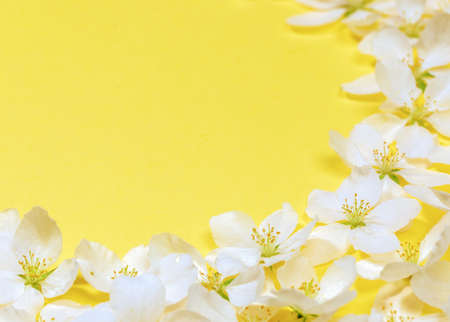 Spring trendy yellow Illumination background white apple tree flowers frame and copy space. Holiday Mother's day, Valentine's Day, Wedding festive greeting card or backdrop. Closeup. Soft Focus.の写真素材