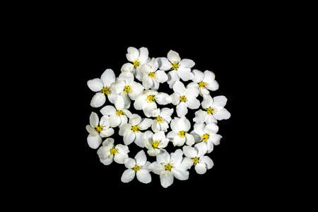 Round arrangement of white apple tree flowers in center of black background. Festive creative...