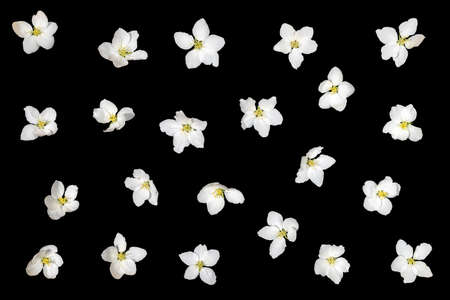 Floral arrangement of white apple tree flowers on black background. Festive creative contrast...