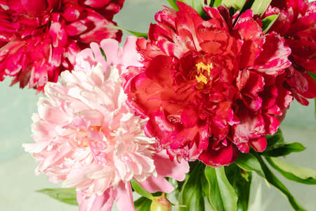 Close up fresh bright magenta and pale pink peonies as holiday wallpapers or background. Blooming time. Valentine's day, Mother's day, Women's Monthly, International Women's day. Selective focus.の写真素材