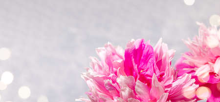Festive banner with fresh pink peonies heads close up and bokeh lights on light gray. Greeting card for Valentine's day, Mother's day, Women's Monthly, International Women's day. Copy space for text.の写真素材