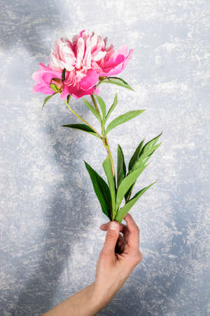 Female hand holding wonderful gentle pale pink peony on light gray textured backdrop. Image in trendy style with shadows. Festive greeting card for Mother's day or Women holiday. Vertical orientation.の写真素材