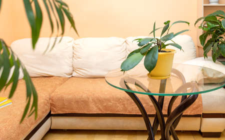 Stylish trendy home real interior with light corner sofa and green different house plants.の写真素材