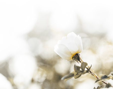 Abstract monochrome floral image with one white rose flower on blur background. Spring and summer flowering. Beauty of nature. Soft focus. Holiday greeting card. Copy space for text.の写真素材