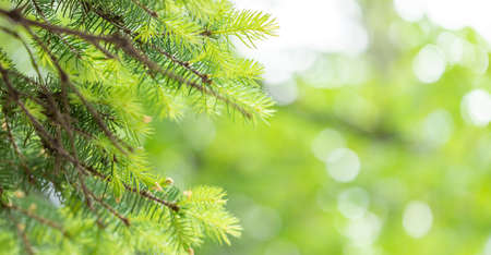 Young green fir needles on sunlit blurred yellow-green bokeh backdrop. Natural background of spring...