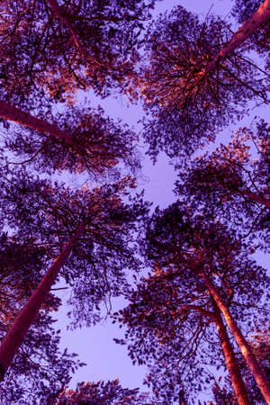 Landscape. Bottom view to the tops of pine trees in forest. Beauty of nature. Creative image toned in Velvet Violet color.の写真素材