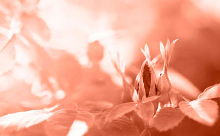 Unopened rosehip buds on a sun-drenched, blurred backdrop. Beautiful creative toned background of blooming greenery. Trendy toning in Calming Coral color. Selective focus on buds. Copy space.の写真素材