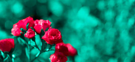 Surreal creative floral image of bright pink rose bushes on blurred unreal cyan greenery background. Banner in unrealistic trendy colors. Soft focus. Selective focus. Copy space.の写真素材
