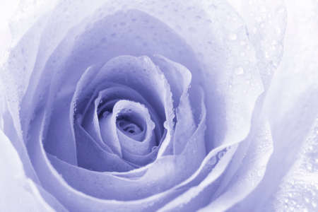 Delicate rose bud strewn with drops of water close up. Creative natural floral macro background with soft focus in trendy color of 2022 year Very Peri.の写真素材