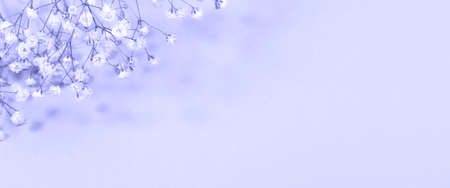 Gentle pastel festive banner with gypsophila flowers in trendy color of 2022 year Very Peri. Holiday creative floral greeting card or invitation. Copy space. Horizontal orientation. Web banner.の写真素材
