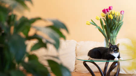Black and white pet cat is lying on glass table with fresh spring bouquet of tulips in vase and looking at camera in modern living room with house plants. Cozy home holiday concept with pet.の写真素材