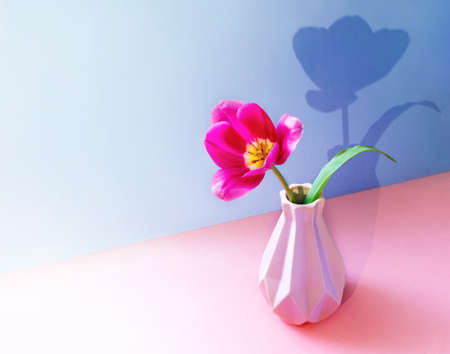 One pink tulip flower in creative vase with trendy shadow on two tone pink-violet background. Creative minimal floral greeting card with copy space. Valentine's day, Mother's day, March 8th.の写真素材