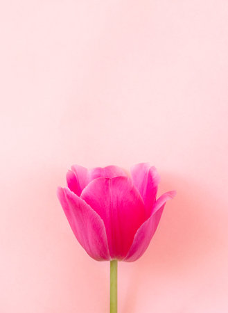 One pink tulip head on pastel gentle Pacific Pink background. Minimal floral image. Valentine's Day, Mother's Day, Women's Day greeting card. Top view, copy space, mock up. vertical orientation.の写真素材