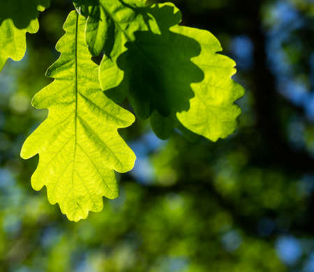 Green oak leaves on branch in the sunlight close up. beauty in nature. Lush forest green foliage. natural background. selective focus.の写真素材