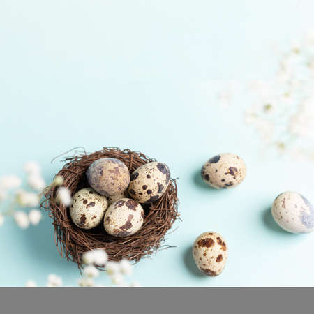 Quail eggs in nest and near it, white gypsophila flowers on pastel blue background. Spring Easter greeting card. Copy space for text. square photo. view from above.の写真素材
