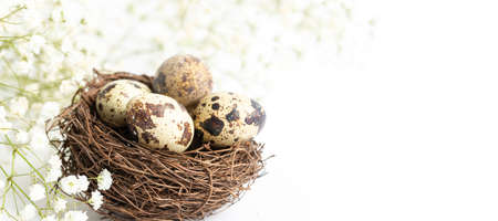 Quail eggs in nest with white gypsophila flowers on white background. Spring Easter banner....