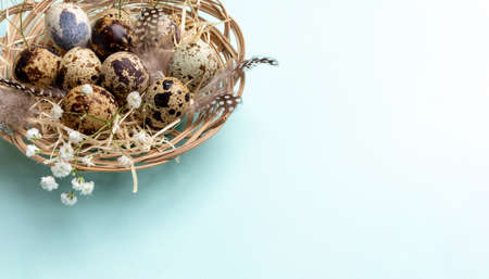 Wicker dish with quail eggs, beautiful feathers, white gypsophila flowers close up on light blue...
