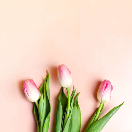 Three pink tulips on pastel pink background. Copy space for text. spring square background. holiday card. Greeting card for Mother's day or Valentine's day.の写真素材