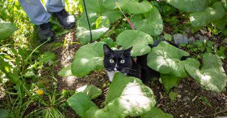 Top view to black and white cat is sitting among sunlit green burdock leaves and looking at camera during walking with his owner in summer day. Lovely pet. Healthy walks. Banner. top view.の写真素材