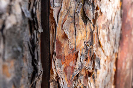 Pine brown tree bark close up background as natural background or wallpapers. selective focus....